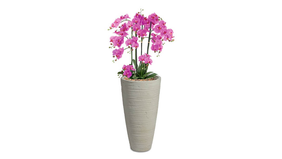 Orchidee (pink)