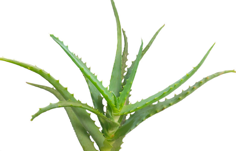 Pflegeleicht Zimmerpflanzen - Aloe Vera
