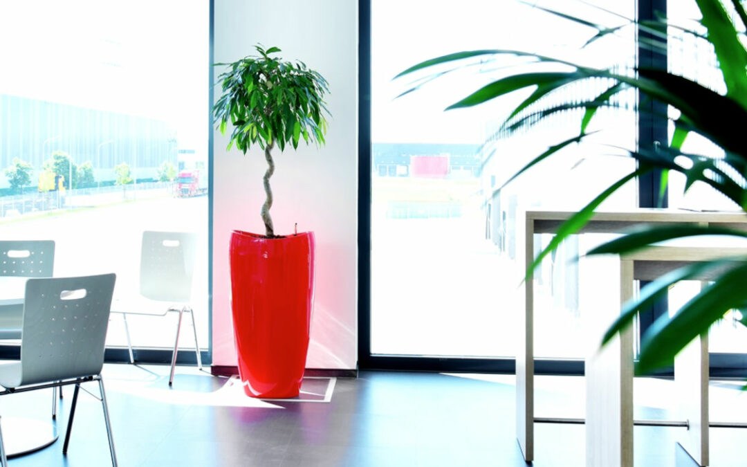 Unsere 10 besten Büropflanzen