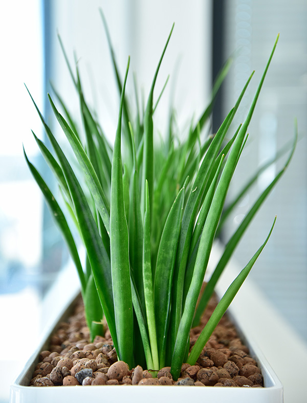 hydrokultur_sansevieria-kirkii