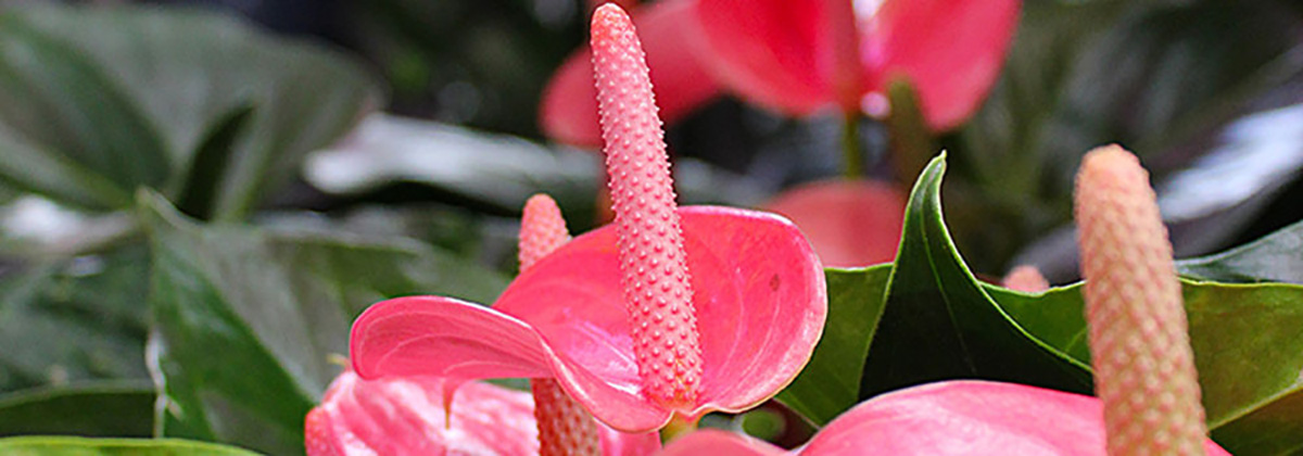 beratung-blume_1