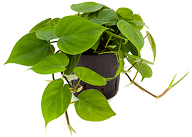 haengende-zimmerpflanzen-philodendron