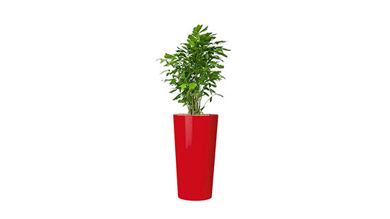 AS Hydroplant „Sansibar“ z.B. mit Caryotas Mitis, Ficus Lyrata, Strelizia Nicolai