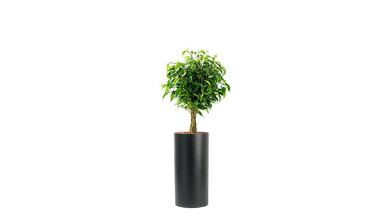 Ficus Nitida mit Pflanztopf „Virgin Island“