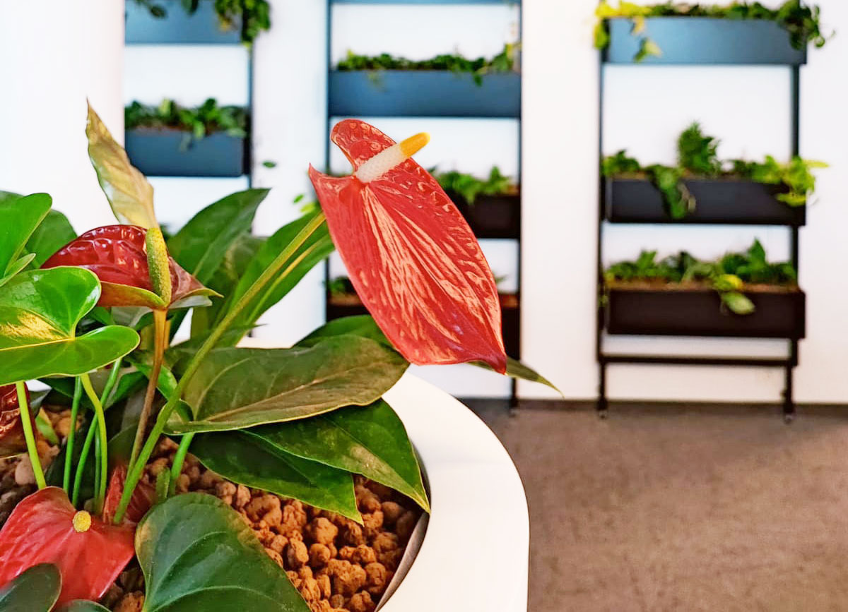 innenraumbegruenung_buero_blumenregal Innenraumbegrünung im Büro mit Pflanzenregalen