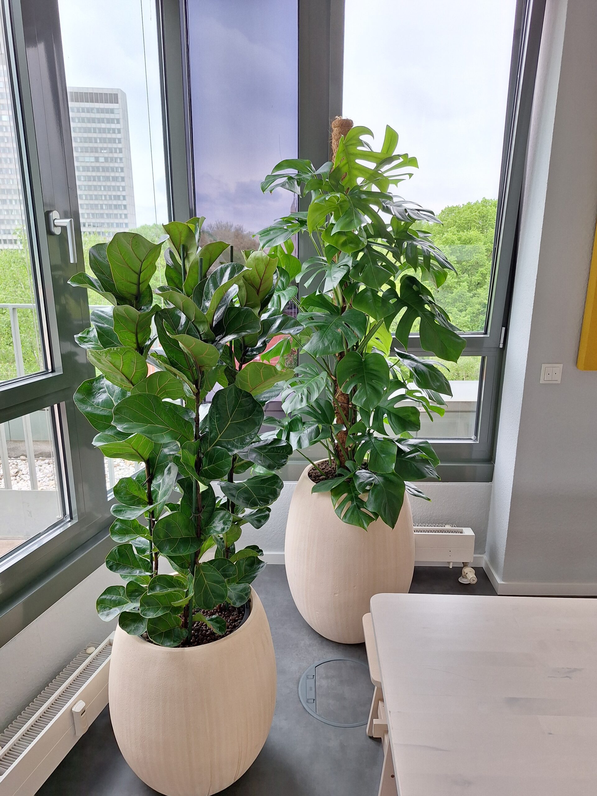Innenraumbegrünung im Büro: Struktur schaffen durch Mooswand / Trennwand